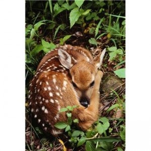 Mamavation Monday: Blogger vs. Bambi