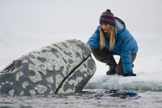 Everybody Loves Whales