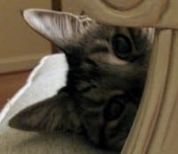 spycatsmall spycatsmall