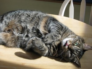 tiggertongue
