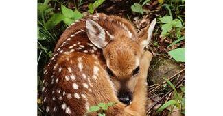 fawn